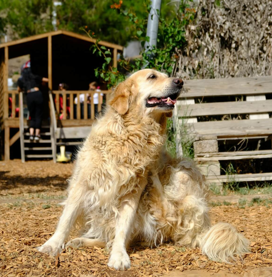 Why Fleas and Ticks Are Hard to Avoid? Why Fleas and Ticks Are Hard to Avoid?
